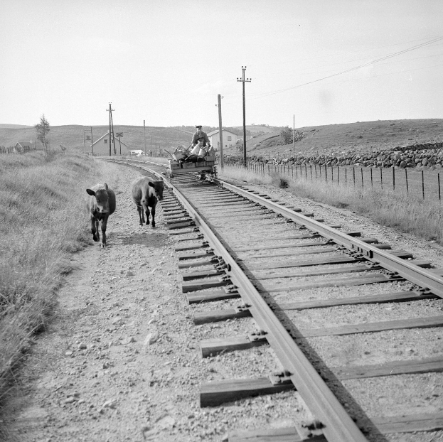 Schwarz-weiß-Foto von zwei Kühen, die auf den Schienenwegen laufen, mit einer Person auf einem Fahrzeug im Vordergrund, Gras und einem Zaun auf beiden Seiten der Schienen, und Polen, Häusern, Bäumen und dem Himmel im Hintergrund.