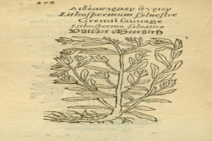 Ein altes Buch mit einer detaillierten Zeichnung einer Lithofernum Fylucifre-Pflanze, einschließlich ihrer Blätter, Stiele und begleitendem Text.