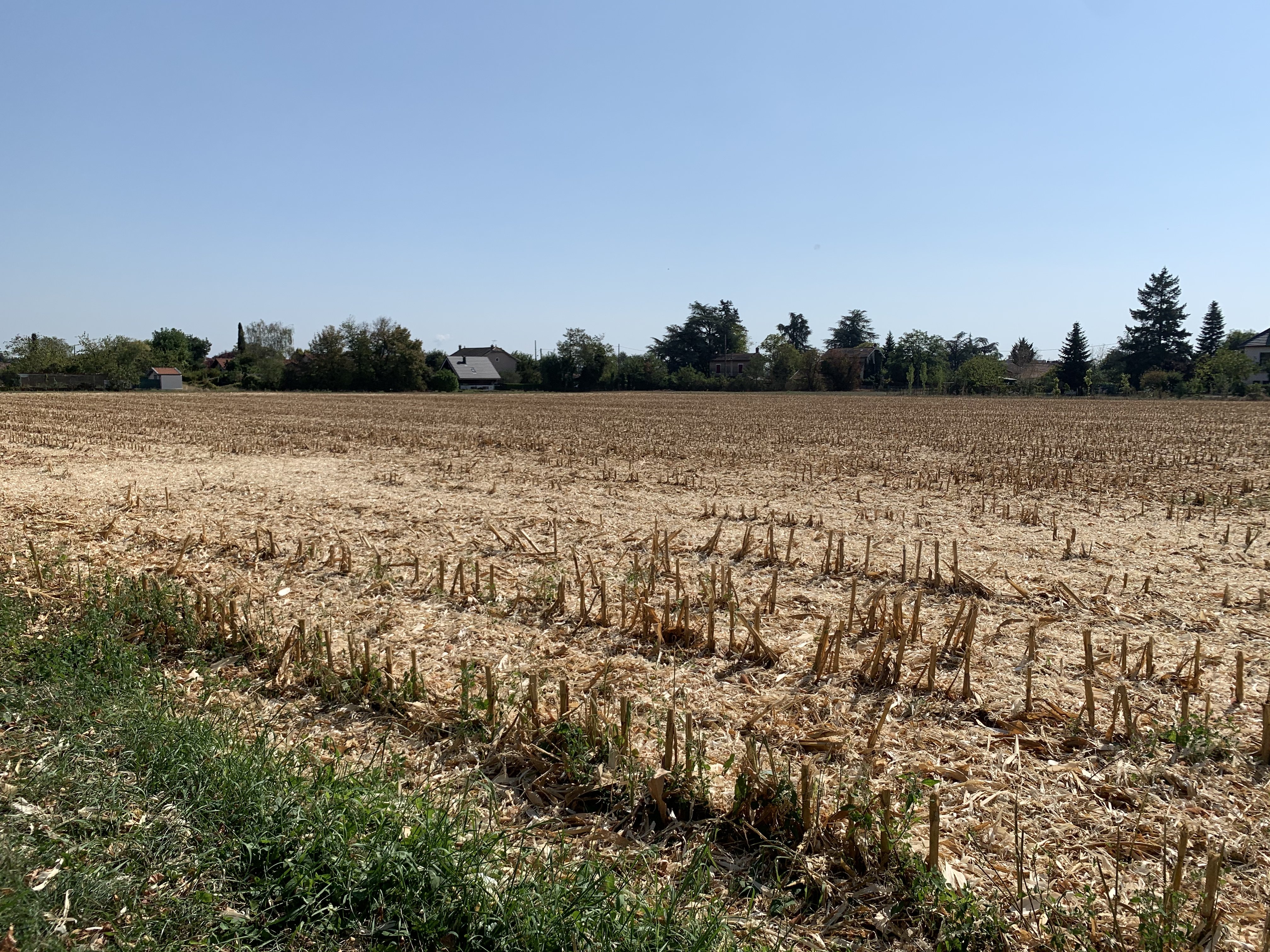 Ein Maisfeld in einer ländlichen Gegend, umgeben von Gras und Bäumen, mit Häusern im Hintergrund unter einem klaren blauen Himmel.