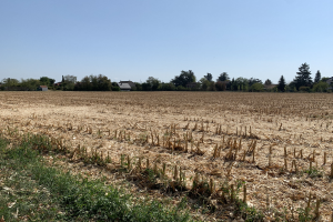 Ein Maisfeld in einer ländlichen Gegend, umgeben von Gras und Bäumen, mit Häusern im Hintergrund unter einem klaren blauen Himmel.