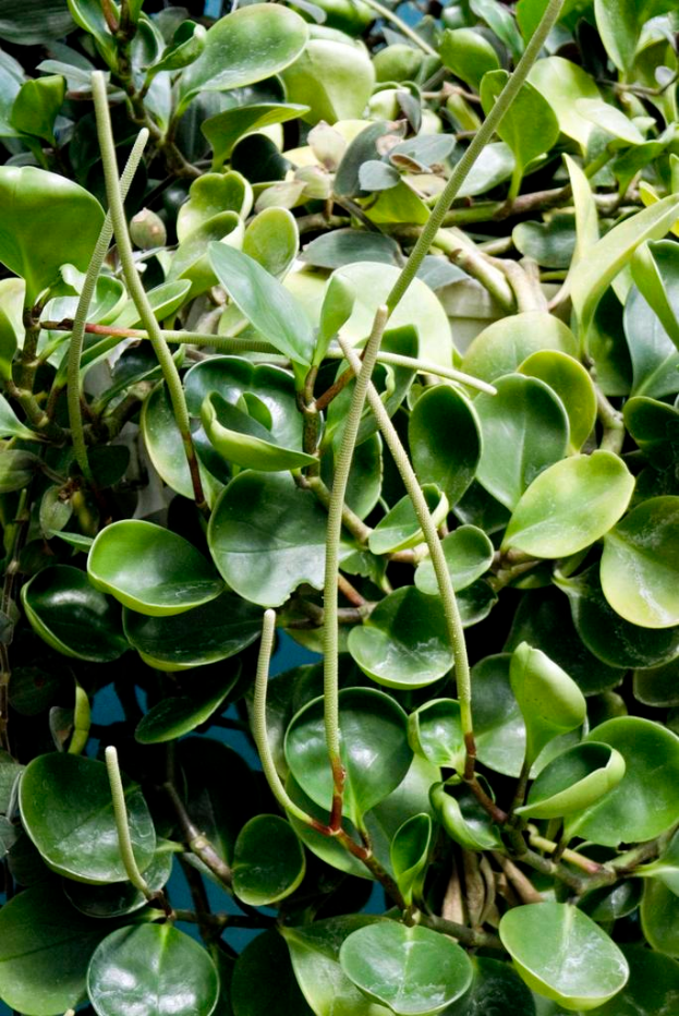 Eine Wasseranlage mit breiten grünen Blättern, die auf der Oberfläche eines Gewässers schwimmen.