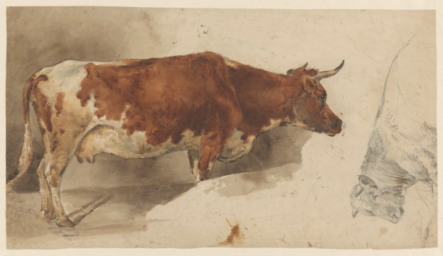 Eine braune und weiße Kuh steht aufrecht mit erhobenem Kopf und aufgestellten Ohren neben einer anderen Kuh, die wegschaut, beide auf einem Papier mit Text, die zufrieden wirken.