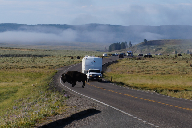 Eine Herde von Bisons, die auf einer Straße neben einem Lastwagen gehen, umgeben von Gras und Pflanzen auf beiden Seiten, mit Bäumen und Höhen im Hintergrund und einem klaren blauen Himmel.