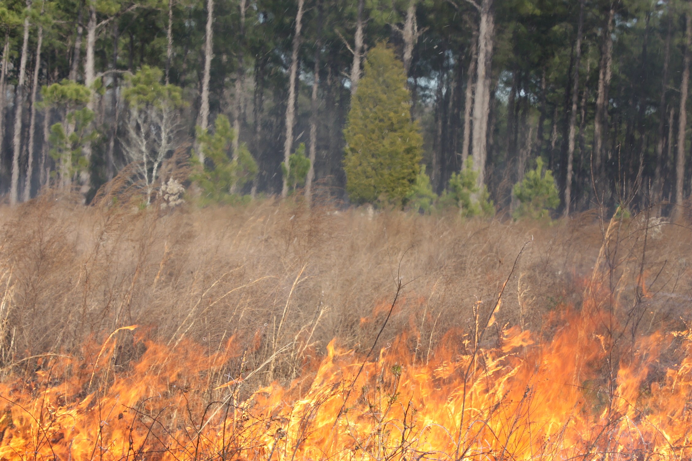 Ein Feld mit einem brennenden Feuer in der Mitte, umgeben von Gras und Bäumen im Hintergrund.