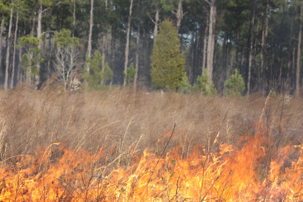 Ein Feld mit einem brennenden Feuer in der Mitte, umgeben von Gras und Bäumen im Hintergrund.