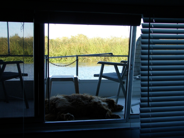 Ein Hund steht auf Gras in der Nähe eines Gewässers, mit Fenstern und Fensterjalousien im Hintergrund und Stühlen in der Nähe.