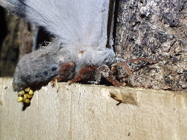 Nahaufnahme einer Tarantel auf einem Holzstück mit unscharfem Hintergrund, das ihren langen, dünnen, segmentierten Körper, zwei Fühler, kurze stummelige Beine und gefaltete Flügel zeigt.