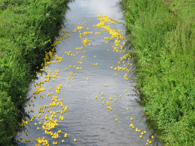 Ein Fluss mit zahlreichen gelben Gummienten, die von dichtem grünen Gras auf beiden Seiten gesäumt sind.