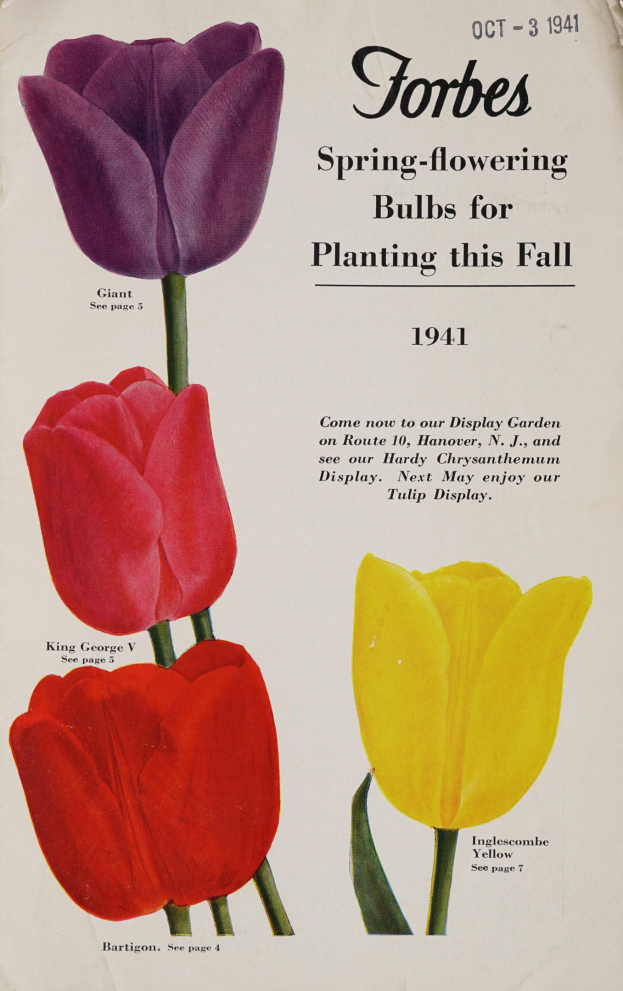Plakat aus dem Jahr 1941 mit drei Tulpen in rot, gelb und lila, die symmetrisch gegen einen weißen Hintergrund angeordnet sind, mit der Aufschrift "Forbes Frühlingsblüher für die Pflanzung in diesem Herbst 1941" oben.