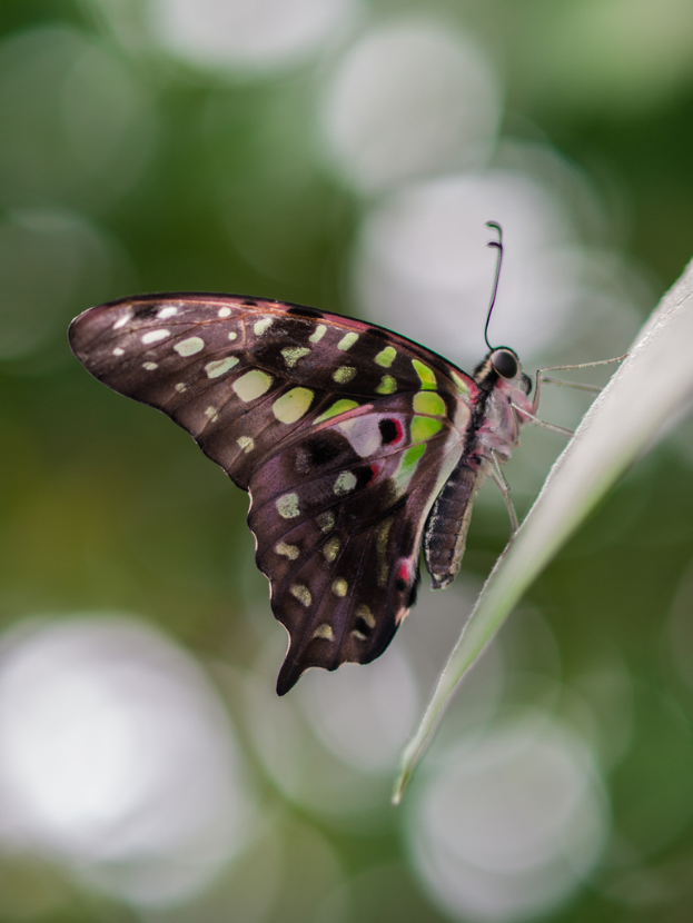 Ein Schmetterling ist in der Mitte des Bildes auf einem Blatt positioniert, mit einem unscharfen Hintergrund.