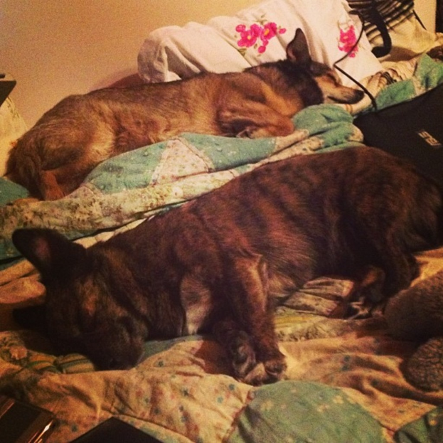 Zwei Hunde liegen auf einem Tuch mit verschiedenen Gegenständen, mit einer Wand im Hintergrund.