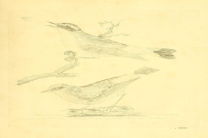 Eine Zeichnung einer Taube, die auf einem Stängel sitzt, mit Text am unteren Bildrand.