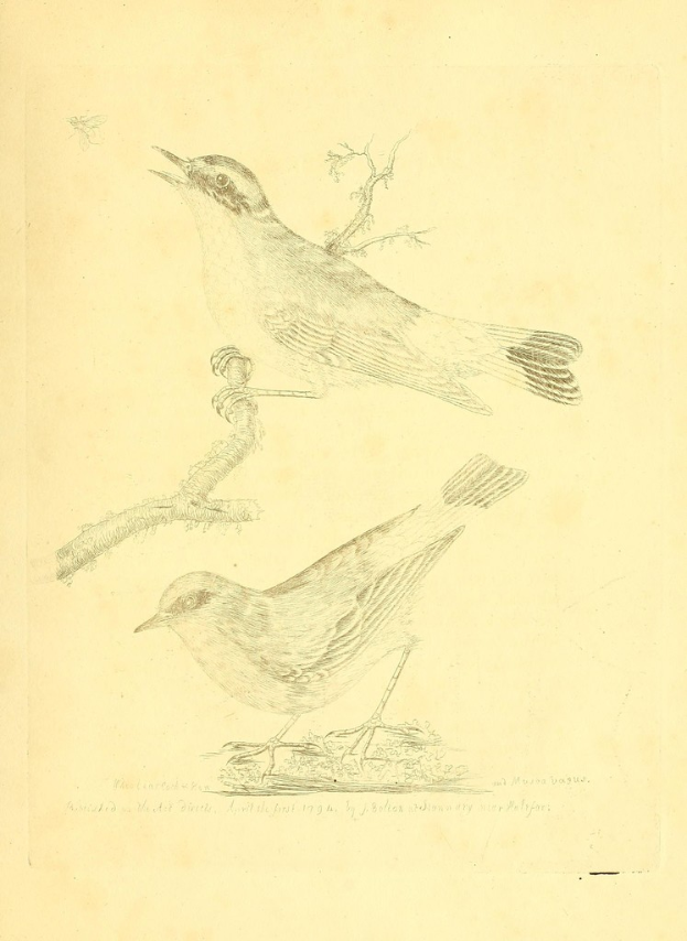 Eine Zeichnung einer Taube, die auf einem Stängel sitzt, mit Text am unteren Bildrand.