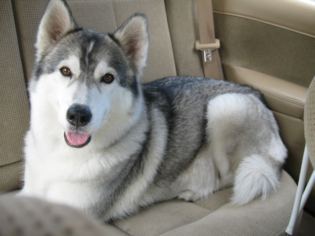 Ein weißer und schwarzer Hund sitzt im Fond eines Fahrzeugs.