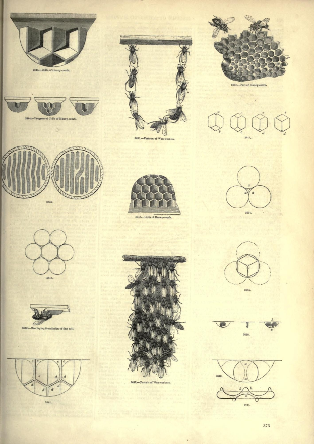 Ein aufgeschlagenes Buch mit einer Zeichnung eines Bienenstocks auf der Seite, enth├Ąlt Bilder und Text ├╝ber den Aufbau des Stocks.