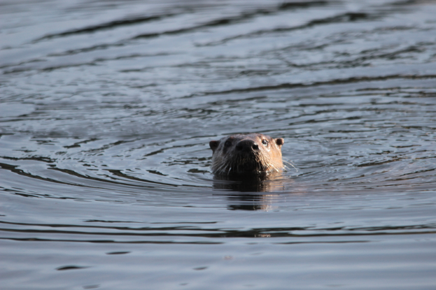 Ein Eurasiatischer Otter schwimmt im Wasser mit dem Kopf über der Oberfläche, das Fell glänzt in der Sonne, die Augen sind weit geöffnet.