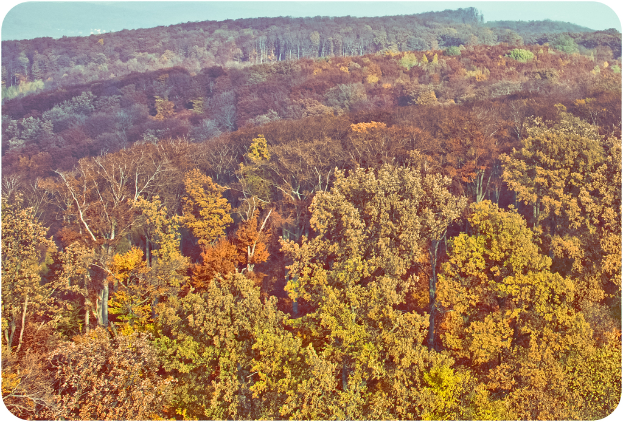 Ein dichter Wald mit zahlreichen Bäumen und üppiger Vegetation.