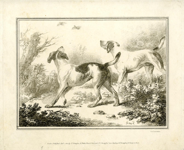 Zwei Hunde, die durch einen bewaldeten Bereich laufen, mit Pflanzen und Bäumen und Text am unteren Bildrand.