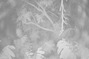 Ein dichter Wald mit zahlreichen Bäumen verschiedener Größen und Arten.