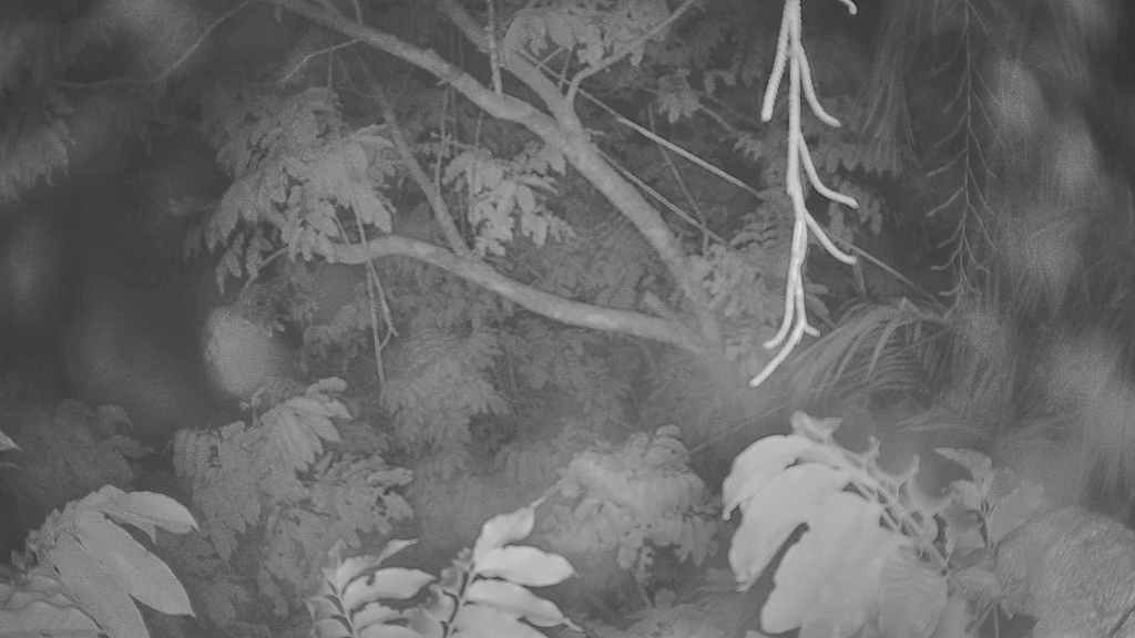 Ein dichter Wald mit zahlreichen Bäumen verschiedener Größen und Arten.