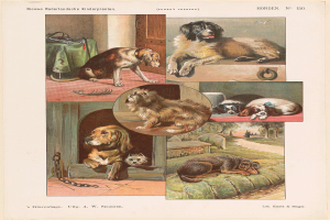 Eine Buchseite mit verschiedenen Hundewelpen und begleitendem Text.