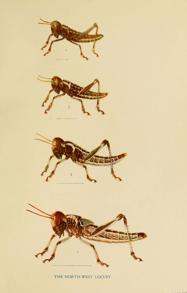 Eine Buchseite mit detaillierten Abbildungen von vier verschiedenen Grashüpfern und begleitendem Text, der ihre Merkmale und Lebensräume beschreibt.
