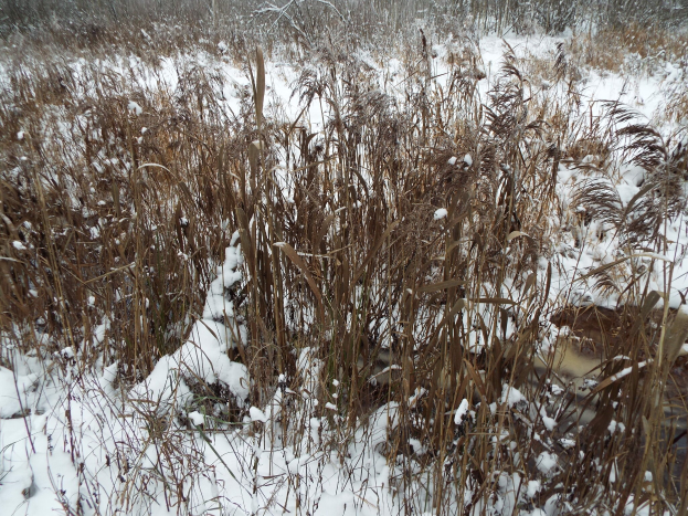 Ein Feld mit hohem Gras, das von reinem, unberührtem Schnee bedeckt ist, mit Bäumen im Hintergrund, die eine friedliche Winterszene schaffen.