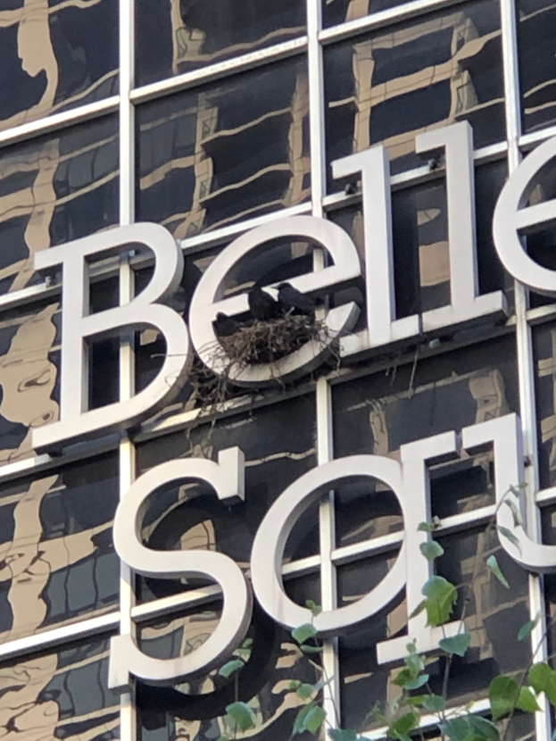 Ein Gebäude mit einer "Belle Sol"-Aufschrift, umgeben von Blättern, mit einem Vogel auf einem Nest in der Mitte.