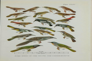 Ein Buchumschlag mit detaillierten Illustrationen verschiedener Vögel der Heide und des Unterholzes, begleitet von Texten, die ihre Größe, ihren Lebensraum und ihre Eigenschaften beschreiben.