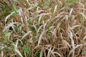 Ein Feld mit verschiedenen Pflanzen.