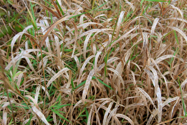 Ein Feld mit verschiedenen Pflanzen.