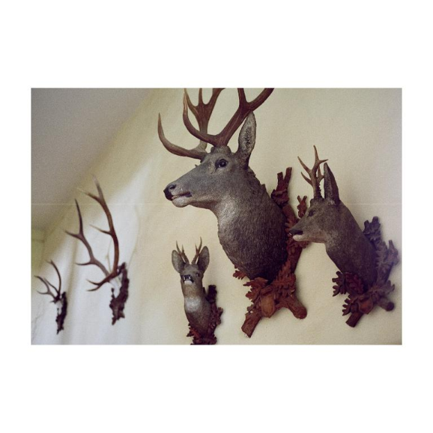 Mehrere Elchköpfe, die an einer Wand angebracht sind.