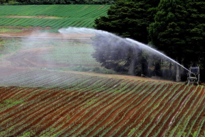 Landwirtschaftliches Feld mit verschiedenen Kulturen, einer Bewässerungsmaschine im Vordergrund und einer Baumreihe mit weiteren Kulturen im Hintergrund.