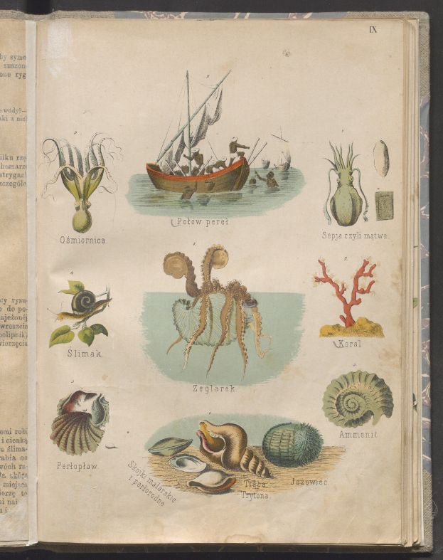 Offenes Buch mit detaillierten, realistischen Illustrationen von Meerestieren, einschließlich Fischen und Muscheln, und einem Boot im Hintergrund auf einer flachen Oberfläche.