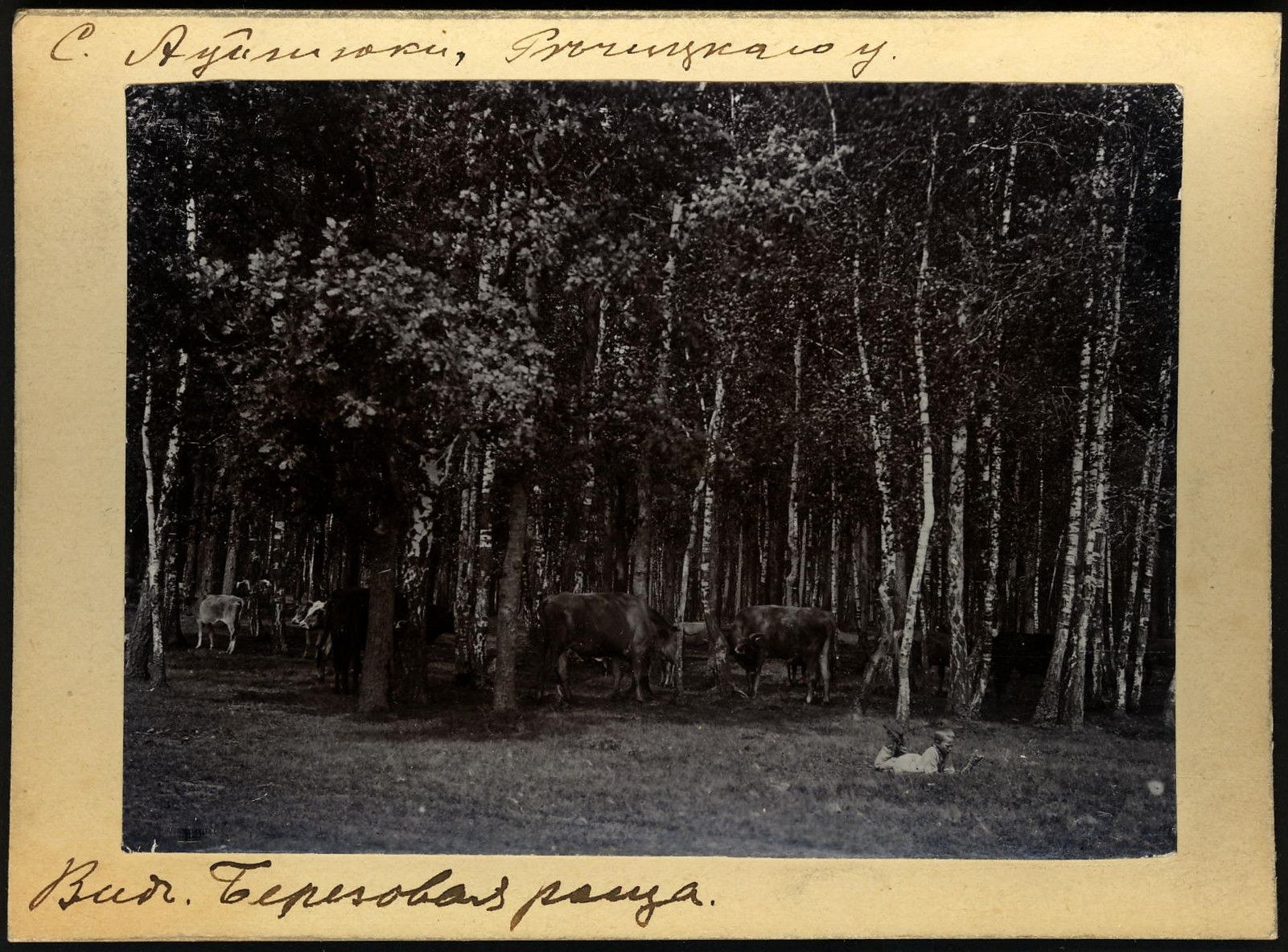 Schwarzes und weißes Foto einer Herde von Kühen, die auf einer bewaldeten Fläche grasen, mit Text am unteren Rand.