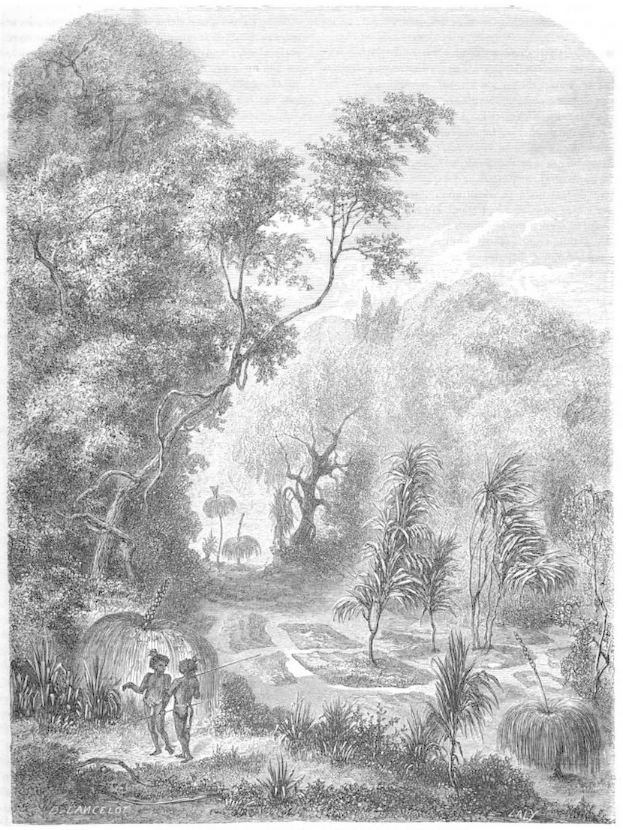 Eine Schwarz-Weiß-Gravur von einem Mann und einer Frau, die durch einen dichten Dschungel mit Bäumen, Pflanzen und einem Himmel im Hintergrund gehen, mit dem Text "Der Dschungel des Amazonas" unten.