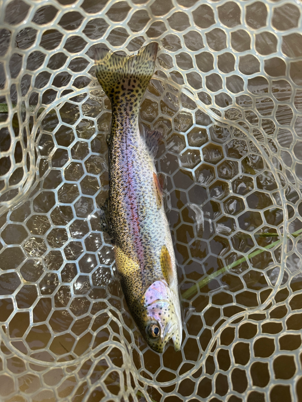 Eine Regenbogenforelle in einem Netz im Wasser, die leuchtenden Farben Orange, Gelb, Grün, Blau und Lila gegen das blaue Wasser abhebt.