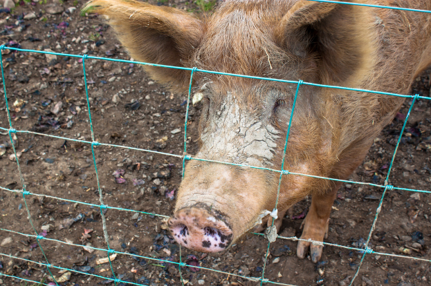 Ein Schwein steht in der Mitte eines Bildes mit einem Zaun dahinter, Sand und kleine Steine unten.