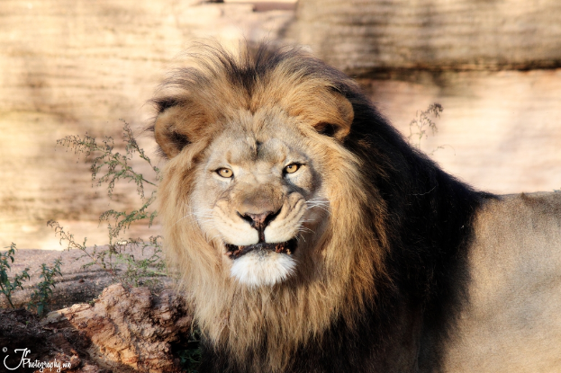 Ein Löwe steht vorne mit einem Felsen im Hintergrund, kleine Pflanzen und ein hölzernes Objekt in der linken Ecke.